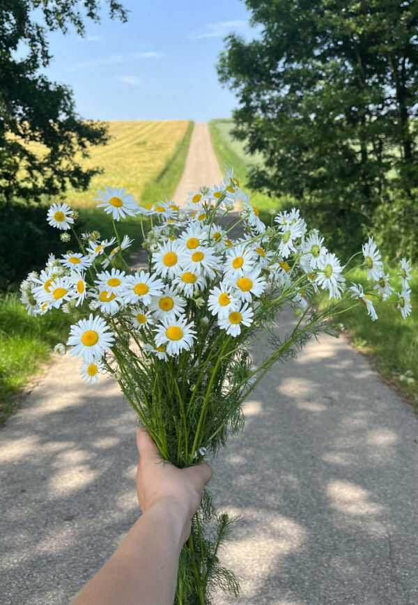 Blumenstrauß auf dem Jakobsweg bei Schainbach